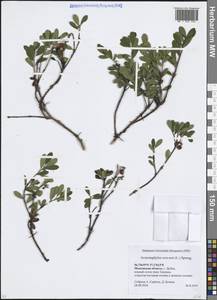 Толокнянка обыкновенная (L.) Spreng., Восточная Европа, Московская область и Москва (E4a) (Россия)