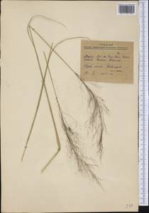 Poaceae, Америка (AMER) (Мексика)