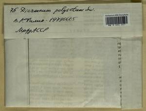 Dicranum polysetum Sw., Гербарий мохообразных, Мхи - Среднее Поволжье (B9) (Россия)