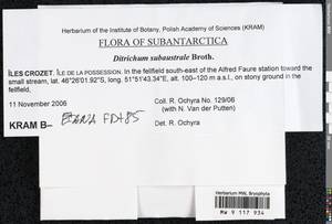 Ditrichum subaustrale Broth., Гербарий мохообразных, Мхи - Антарктика (BAn) (Французские Южные и Антарктические Территории)