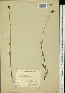 Campanula stevenii subsp. altaica (Ledeb.) Fed., Восточная Европа, Северо-Украинский район (E11) (Украина)
