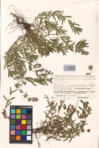 MHA 0 157 071, Thymus pannonicus All., Восточная Европа, Нижневолжский район (E9) (Россия)