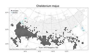 Chelidonium majus, Чистотел большой L., Атлас флоры России (FLORUS) (Россия)