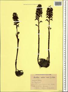 Гнездовка настоящая, Гнездовка обыкновенная (L.) Rich., Кавказ, Краснодарский край и Адыгея (K1a) (Россия)