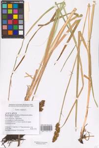 Осока лисья L., Восточная Европа, Центральный лесостепной район (E6) (Россия)