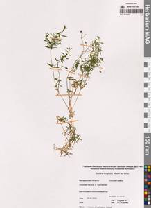 Звездчатка длиннолистная, Звездчатка раскидистая (Regel) Muhl. ex Willd., Сибирь, Чукотка и Камчатка (S7) (Россия)