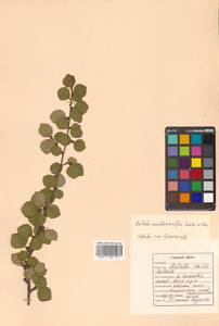 Береза кустарниковая Pall., Сибирь, Дальний Восток (S6) (Россия)