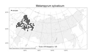 Melampyrum sylvaticum, Марьянник лесной L., Атлас флоры России (FLORUS) (Россия)