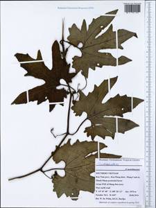 Trichosanthes, Зарубежная Азия (ASIA) (Вьетнам)