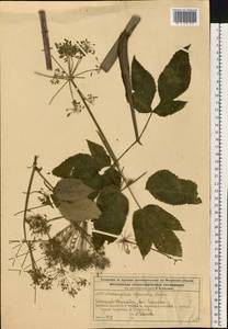 Дудник лекарственный, Дягиль лекарственный L., Восточная Европа, Московская область и Москва (E4a) (Россия)