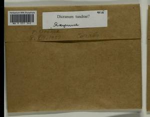 Dicranum elongatum Schleich. ex Schwägr., Гербарий мохообразных, Мхи - Якутия (B19) (Россия)