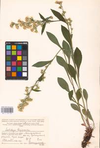 Solidago virgaurea subsp. lapponica (With.) Tzvelev, Восточная Европа, Северный район (E1) (Россия)