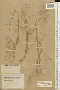 Colpodium biebersteinianum (Claus) Röser & Tkach, Восточная Европа, Нижневолжский район (E9) (Россия)