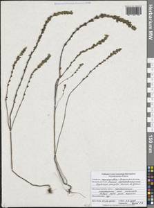 Euphrasia × vernalis List, Восточная Европа, Центральный лесостепной район (E6) (Россия)