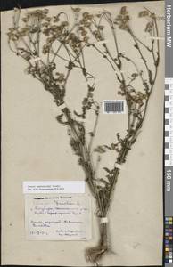 Якобея Андржейовского (Tzvelev) B.Nord., Восточная Европа, Ростовская область (E12a) (Россия)