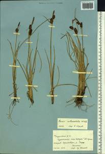 Осока кругловатая Wahlenb., Сибирь, Чукотка и Камчатка (S7) (Россия)