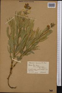 Термопсис ланцетовидный R.Br., Средняя Азия и Казахстан, Северный и Центральный Тянь-Шань (M4) (Киргизия)