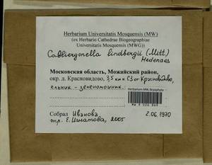 Calliergonella lindbergii (Mitt.) Hedenäs, Гербарий мохообразных, Мхи - Москва и Московская область (B6a) (Россия)