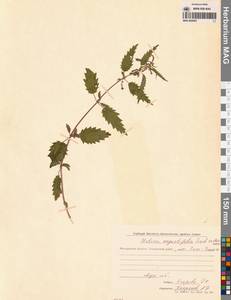 Urtica dioica var. holosericea Fr., Сибирь, Чукотка и Камчатка (S7) (Россия)