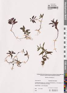 Mentha arvensis subsp. canadensis (L.) H.Hara, Сибирь, Чукотка и Камчатка (S7) (Россия)