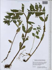 Кипрей Хорнемана, Кипрей Горнемана Rchb., Сибирь, Чукотка и Камчатка (S7) (Россия)