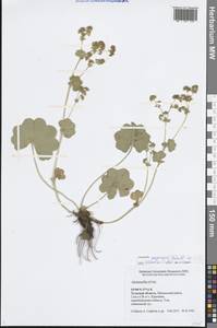 Манжетка близкая H.Lindb. ex Juz., Восточная Европа, Центральный район (E4) (Россия)