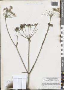 Оленник Ривиниуса, Цервария Ривиниуса Gaertn., Западная Европа (EUR) (Италия)