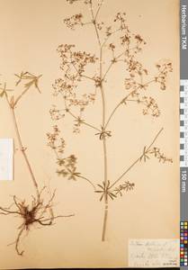 Подмаренник мягкий L., Восточная Европа, Центральный район (E4) (Россия)