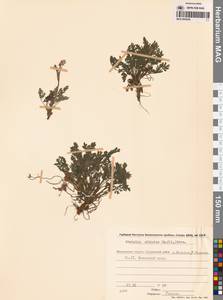 Хохлатка сибирская (L.fil.) Pers., Сибирь, Чукотка и Камчатка (S7) (Россия)