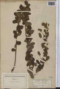 Lespedeza hirta subsp. curtissii Clewell, Америка (AMER) (США)