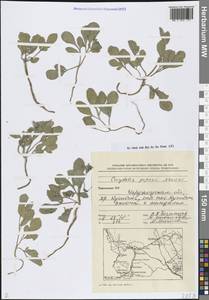 Corydalis popovii Nevski, Средняя Азия и Казахстан, Памир и Памиро-Алай (M2) (Туркмения)
