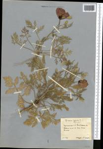 Ремерия отогнутая DC., Средняя Азия и Казахстан, Копетдаг, Бадхыз, Малый и Большой Балхан (M1) (Туркмения)