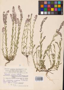Истод хохлатый Schkuhr, Восточная Европа, Центральный район (E4) (Россия)