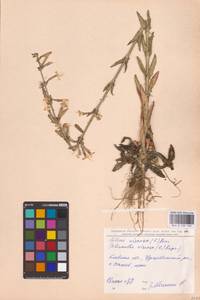 Смолевка клейкая (L.) Pers., Восточная Европа, Северо-Украинский район (E11) (Украина)