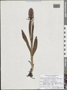 Пальчатокоренник кровавый (O.F.Müll.) P.D.Sell, Восточная Европа, Центральный лесостепной район (E6) (Россия)