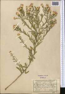 Большеголовник ползучий (L.) Hidalgo, Средняя Азия и Казахстан, Памир и Памиро-Алай (M2) (Таджикистан)