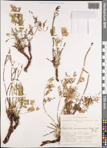 Прострел Турчанинова Krylov & Serg., Сибирь, Западная Сибирь (S1) (Россия)