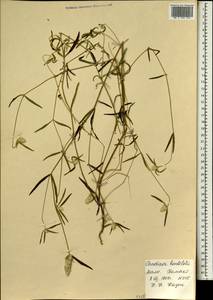 Pandiaka angustifolia (Vahl) Hepper, Африка (AFR) (Мали)