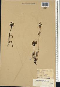 Мытник судетский Willd., Сибирь, Центральная Сибирь (S3) (Россия)