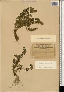 Железница горная L., Кавказ, Армения (K5) (Армения)