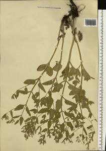 Nepeta ucranica subsp. parviflora (M.Bieb.) M.Masclans, Восточная Европа, Нижневолжский район (E9) (Россия)