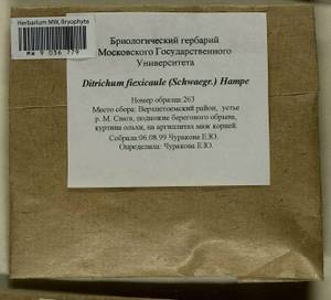 Flexitrichum flexicaule (Schwägr.) Ignatov & Fedosov, Гербарий мохообразных, Мхи - Архангельская и Вологодская области, Коми, Ненецкий АО (B7) (Россия)