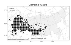 Lysimachia vulgaris, Вербейник обыкновенный L., Атлас флоры России (FLORUS) (Россия)