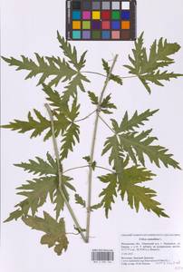 Крапива коноплевая L., Восточная Европа, Московская область и Москва (E4a) (Россия)