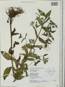 Кипрей розовый  (Boiss.) P. H. Raven, Восточная Европа, Центральный район (E4) (Россия)