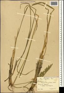 Мятлик длиннолистный Trin., Кавказ, Армения (K5) (Армения)