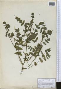 Helosciadium nodiflorum subsp. nodiflorum, Средняя Азия и Казахстан, Сырдарьинские пустыни и Кызылкумы (M7) (Таджикистан)