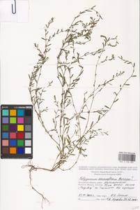 Спорыш простертый, Спорыш обыкновенный Boreau, Восточная Европа, Московская область и Москва (E4a) (Россия)