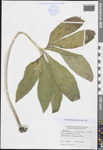 Морозник восточный, Кавказ, Черноморское побережье (от Новороссийска до Адлера) (K3) (Россия)