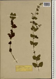 Clinopodium pulegium (Rochel) Bräuchler, Зарубежная Азия (ASIA) (Турция)